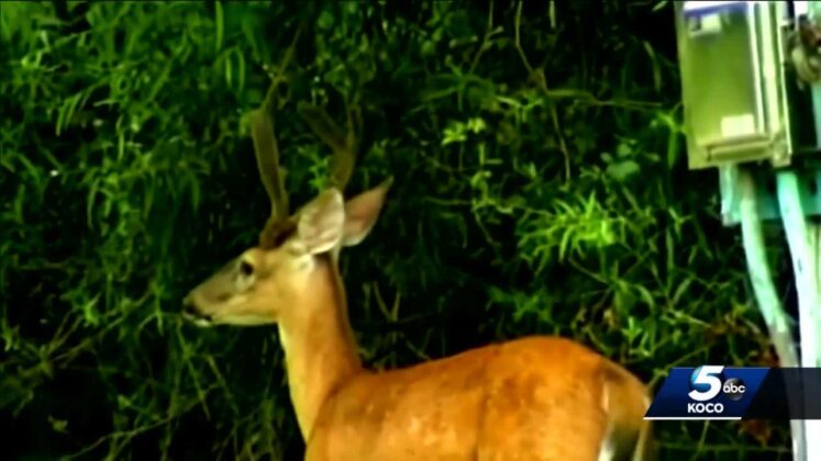 Hunters beware: Deer added to growing list of animals that can carry, transmit COVID-19