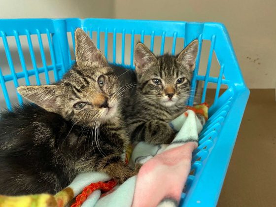 In need of homes for holidays: Dozens of cats surrendered from Mass. home