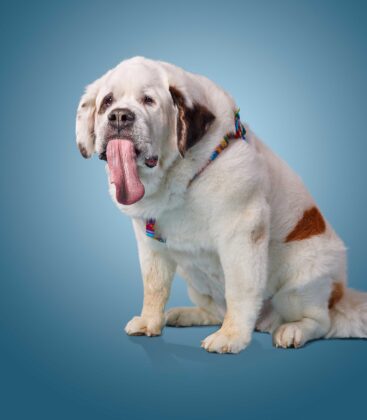 Mochi, the dog with the world’s longest tongue, has died
