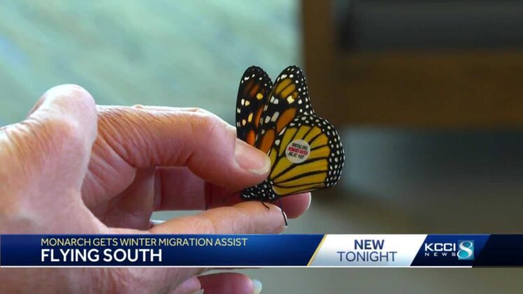 Taking Flight: Woman helps get monarch butterfly south before winter