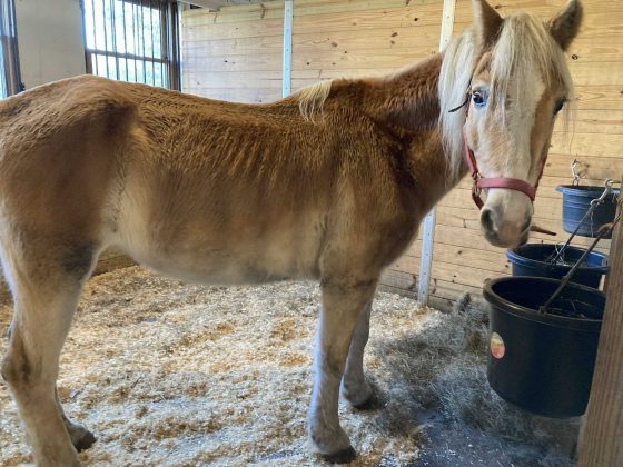 2 ‘very friendly and social’ horses looking for new homes at MSPCA Nevins Farm