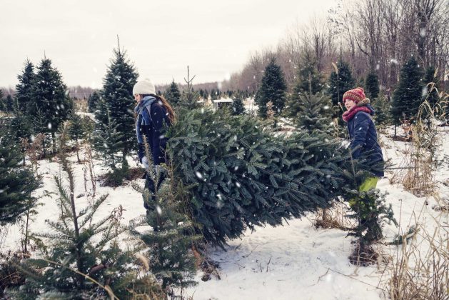 How long do Christmas trees last? Follow these tips to keep it fresh for longer