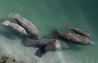 Test feeding plan in works for starving Florida manatees