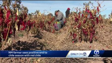 These red chiles will go to Taco Bells around the country. It wasn’t an easy path to get there