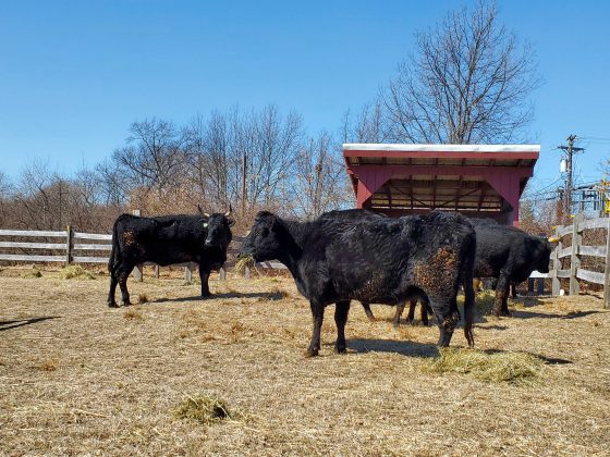 Rare cattle, goats need homes after owner charged with animal cruelty