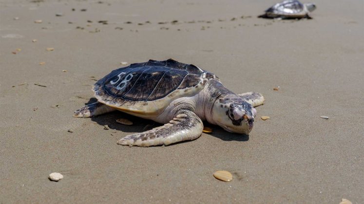 Rescued sea turtles rehabbed in Boston released in waters off NC