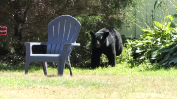 Experts think Merrimack Valley, North Shore bear sightings is same animal