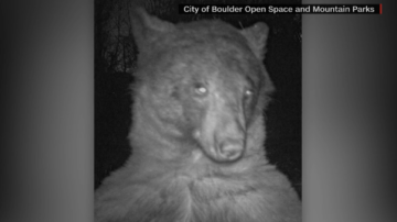 WATCH: Camera-loving bear creates hundreds of selfies on trail cam