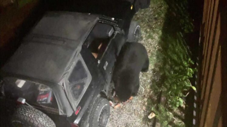 Caught on camera: Bear drinks soda after smashing woman’s car window
