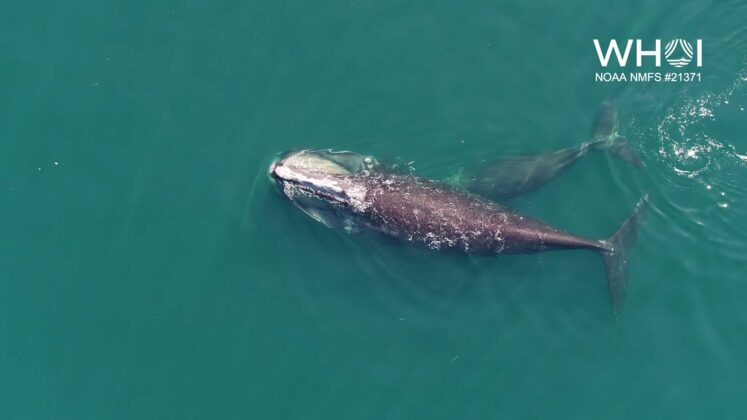 Rare video: Footage of right whale calf feeding in Cape Cod Bay