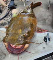 Man catches record-breaking flathead catfish in Pennsylvania river