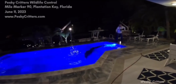 Wild video shows 10-foot crocodile pulled from homeowner’s pool in Florida