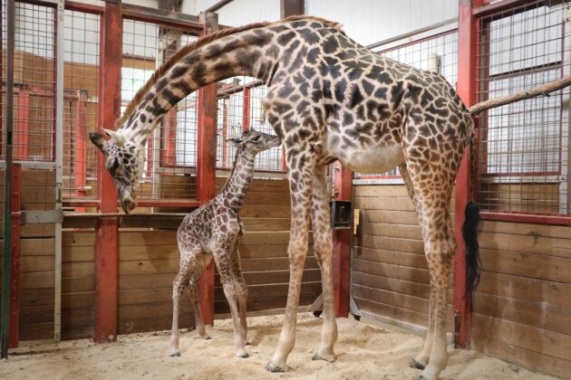 Adorable giraffe calf born at Boston zoo