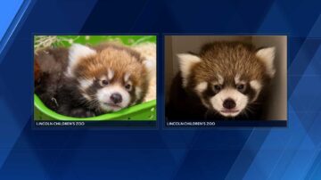 Children’s zoo announces birth of two red pandas