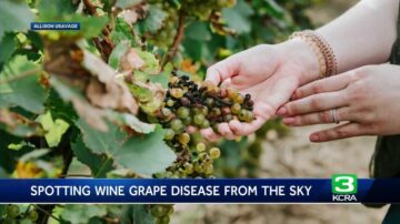 This NASA technology could save US wine growers billions by detecting disease before it can be seen