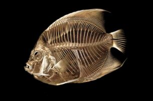 A fancy angelfish with a funny float gets a CT scan