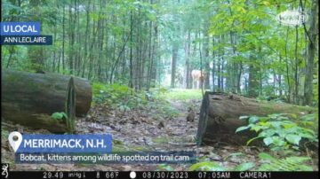 Doe watches as bobcat, kittens pass by in New Hampshire forest