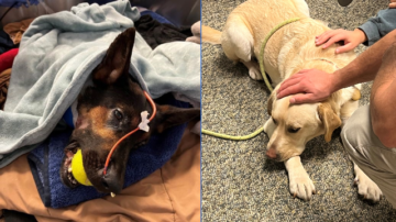 Dog donates blood to K-9 shot during critical incident