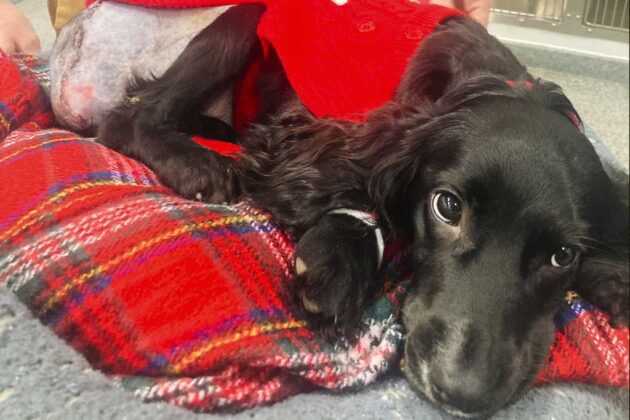 6-legged spaniel undergoes surgery to remove extra limbs and adjusts to life on 4 paws
