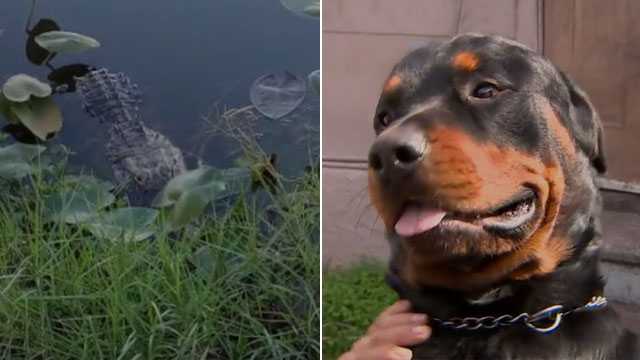 Florida woman bloody, bruised after fighting off alligator to protect her dog