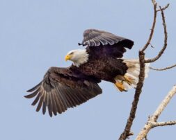 Montana man convicted of killing eagles is sentenced to 3 years in prison for related gun violations