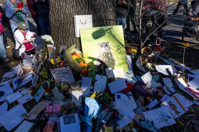 NEW YORK, NEW YORK - MARCH 3: New Yorkers hold a memorial for Flaco, the Eurasian Eagle owl who died last week, leaving cards in his memory under a tree where he often roosted, March 3, 2024 in Central Park, New York City, New York. Flaco escaped from the Central Park Zoo a year ago after his cage was vandalized and he managed to live free in and around Central Park despite having been raised in captivity.  (Photo by Andrew Lichtenstein/Corbis via Getty Images)