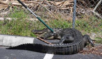 WATCH: Police ‘apprehend’ a feisty alligator
