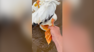 WATCH: Trooper rescues pelican with fishing hook through foot