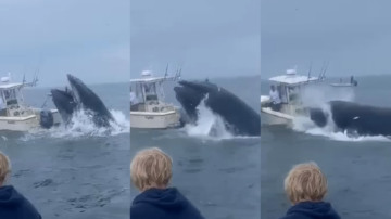 Video shows whale landing on boat, throwing people into ocean