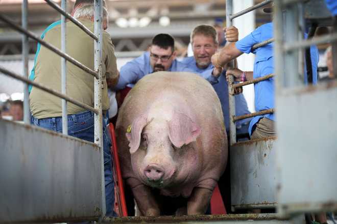 Finnegan, owned by Bryan Britt, of Monticello, Iowa, walks onto the scale during the Big Boar contest at the Iowa State Fair, Thursday, Aug. 8, 2024, in Des Moines, Iowa. (AP Photo/Charlie Neibergall)