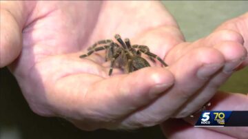 Oklahoma man offers to rehome pesky spiders