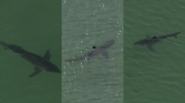 Numerous sharks seen swimming near popular North Shore beach