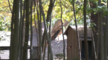 86-year-old killed by falling tree branch in Mass.