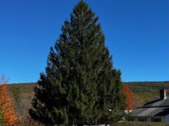 This year’s Rockefeller Center tree will travel to New York from Massachusetts