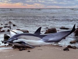 Historically bad year for dolphin strandings on Cape Cod has scientists looking for answers