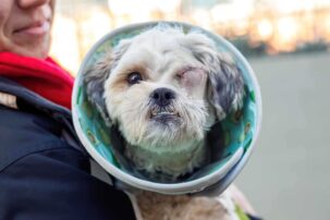 Dog found tied to pole outside veterinary clinic in Boston