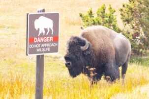 Florida man gored by bison in Yellowstone National Park