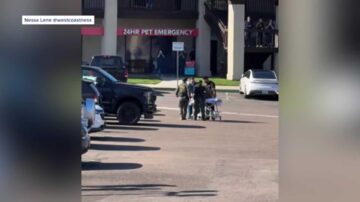 WATCH: Border Patrol K-9 airlifted to emergency vet after rattlesnake bite