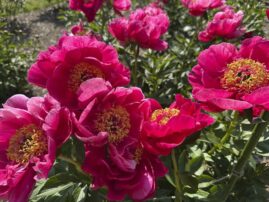 Bustling crowds for the annual peony pilgrimage to Michigan