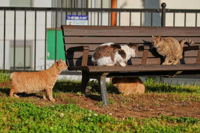 A stray bobtail cat rests at a park in Nagasaki, southern Japan, on April 26, 2025. (AP Photo/Eugene Hoshiko)