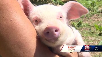 When pigs jump? Piglet ‘jumper’ rescued after leaping from moving truck