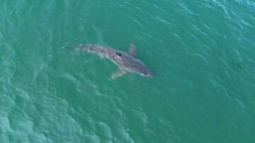 Drone video shows great white shark spotted near Maine beaches