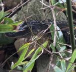 Not-so-happy hour: Gator spotted by entry to bar