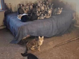 ‘Every single cage is full’: Nearly 100 cats rescued from Rhode Island hoarding situation