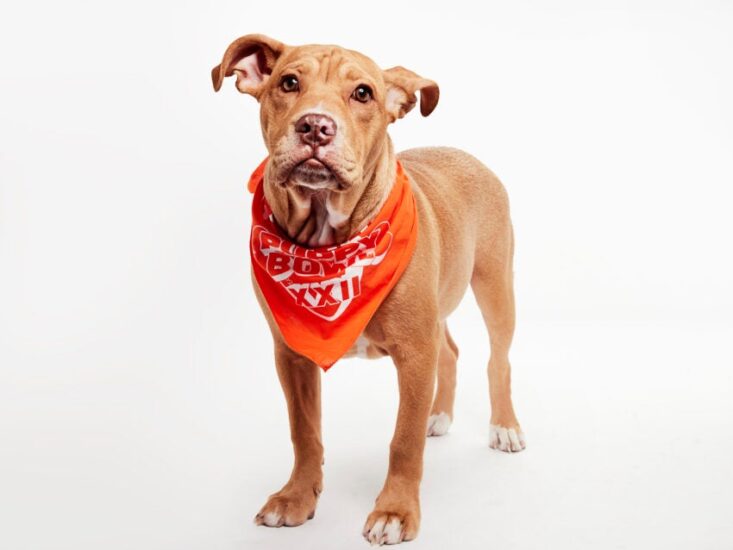 Puppy Bowl XXII: Meet Team Ruff’s and Team Fluff’s representatives from New England rescues