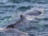 Entangled humpback whale freed from fishing gear off Mass. coast