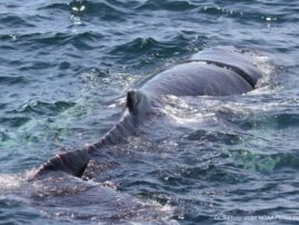 Entangled humpback whale freed from fishing gear off Mass. coast