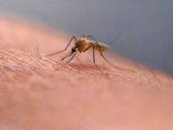 West Nile Virus found in mosquito test sample in Jamaica Plain