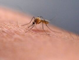 West Nile Virus found in mosquito test sample in Jamaica Plain